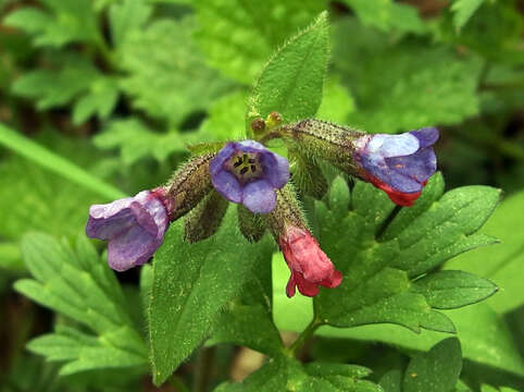 Image of Pulmonaria obscura Dumort.