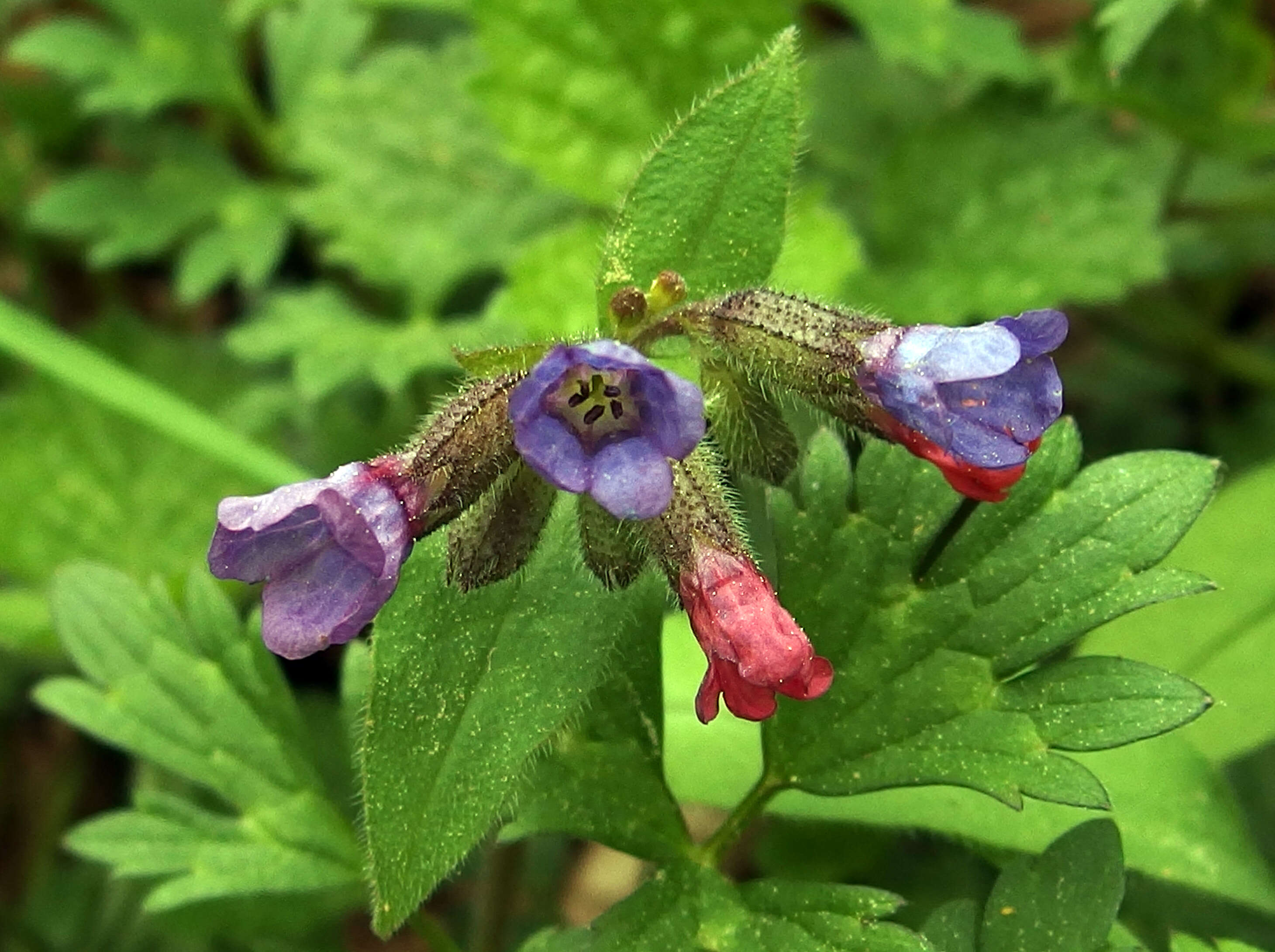 Image of Pulmonaria obscura Dumort.