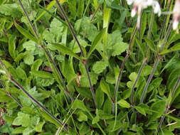 Image of Eurasian catchfly