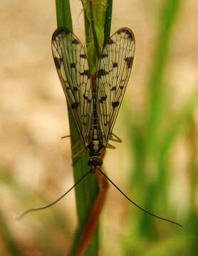 Image of Common scorpionfly