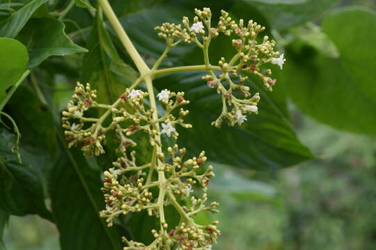 Image of Palicourea berteroana (DC.) Borhidi