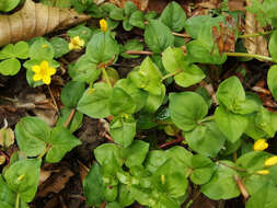 Lysimachia nemorum L. resmi