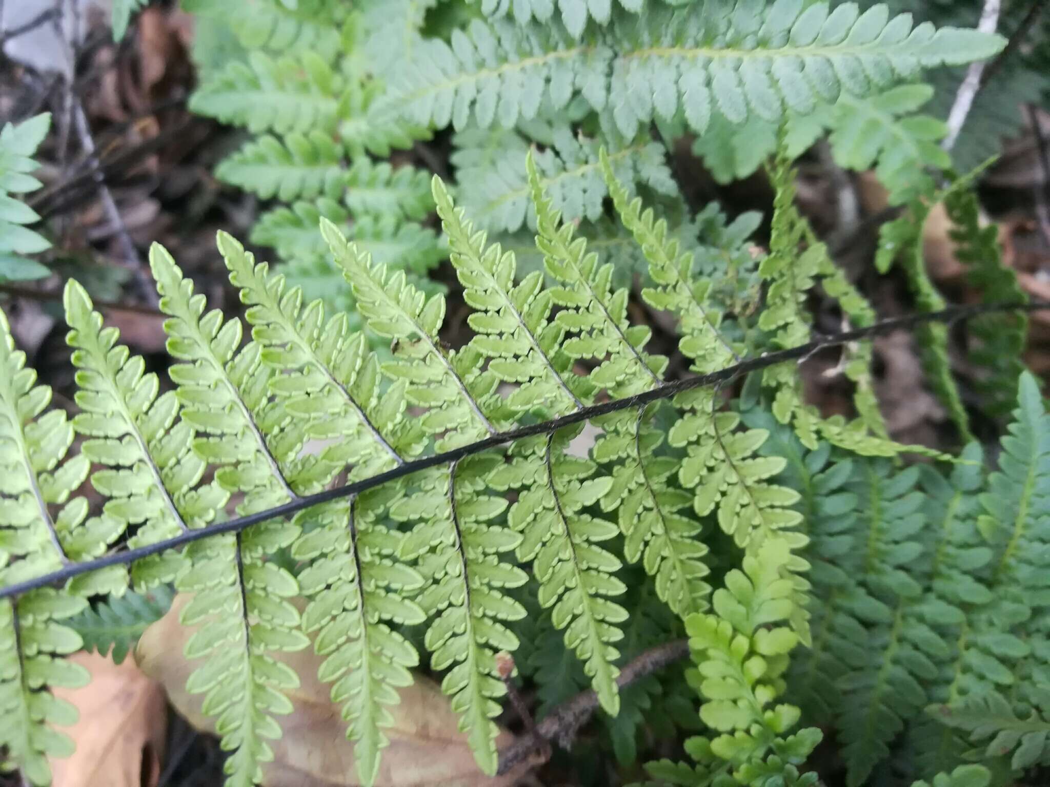 Image of Myriopteris microphylla (Sw.) Grusz & Windham