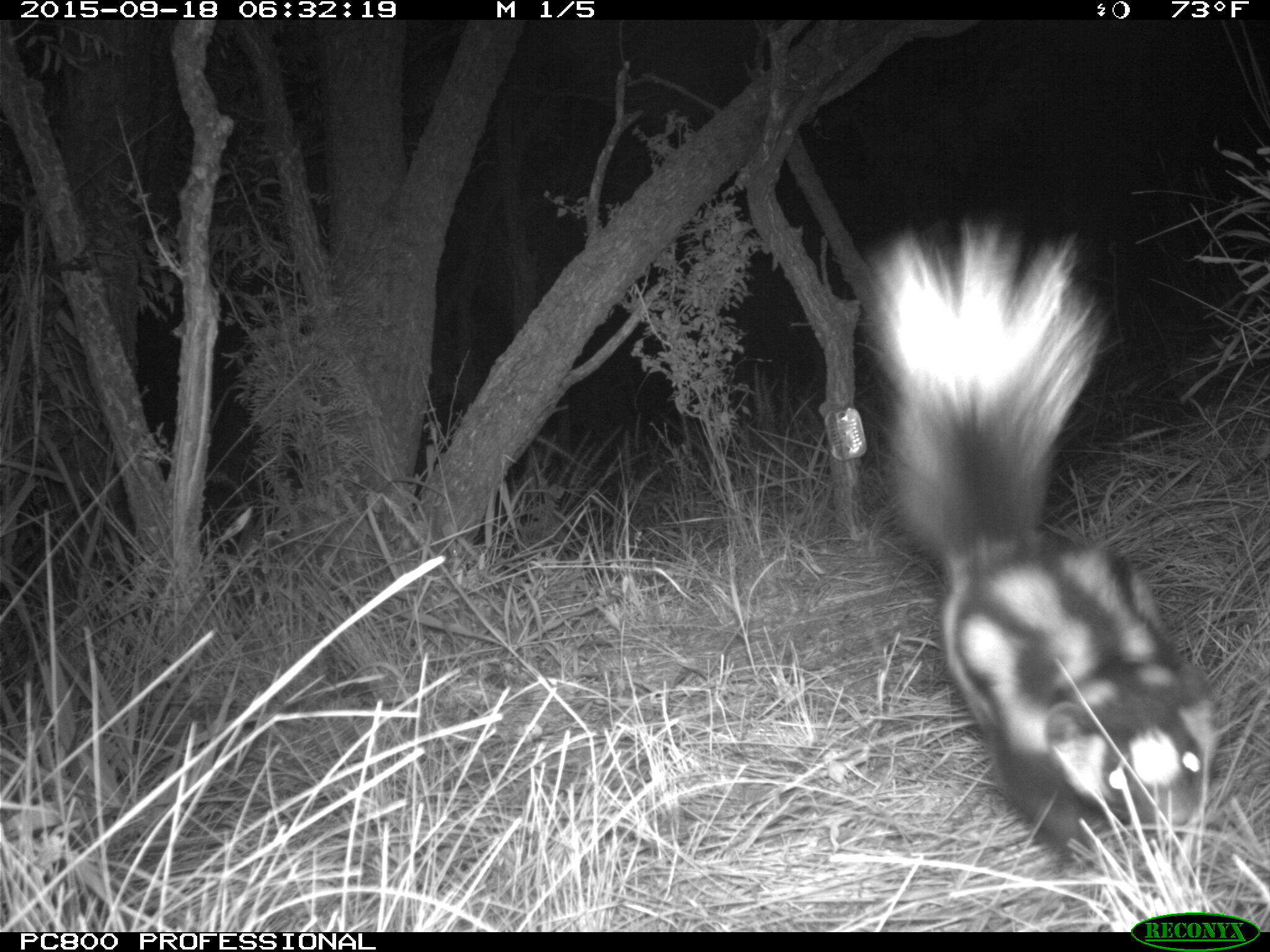 Image of Western Spotted Skunk