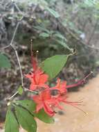 صورة Rhododendron prunifolium (Small) Millais