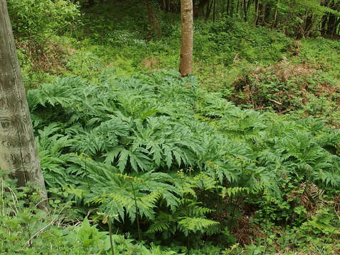 Image of Mantegazzi's Cow-Parsnip