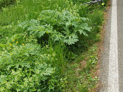 Image of Mantegazzi's Cow-Parsnip