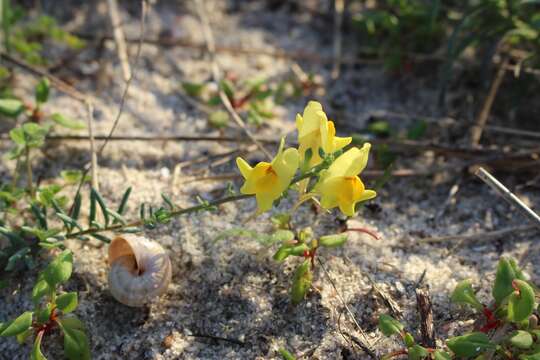 Imagem de Linaria polygalifolia Hoffmgg. & Link