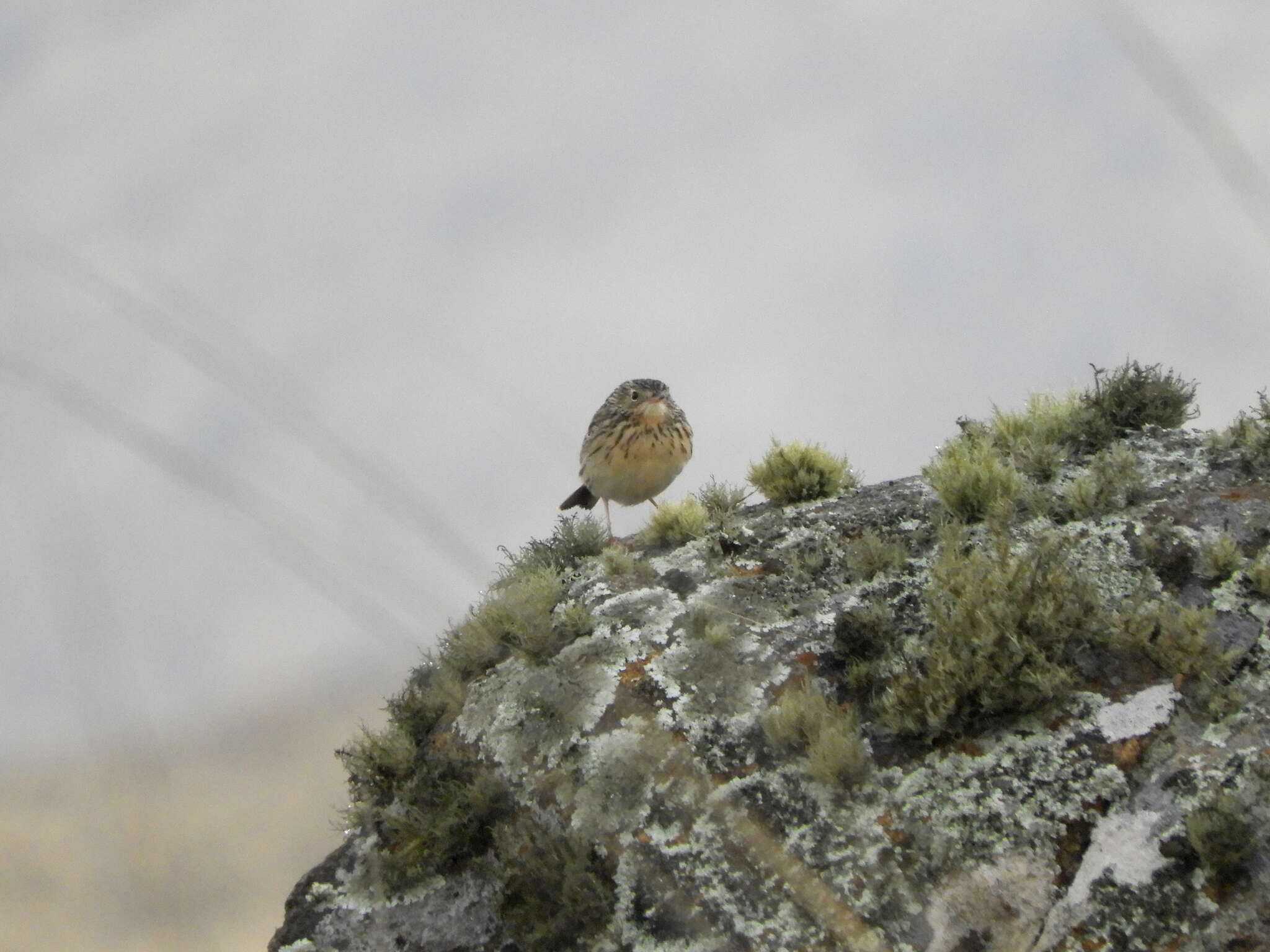 Image of Hellmayr's Pipit