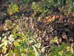 Image of Tanacetum macrophyllum (Waldst. & Kit.) Sch. Bip.