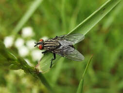 Image of Sarcophaga carnaria (Linnaeus 1758)