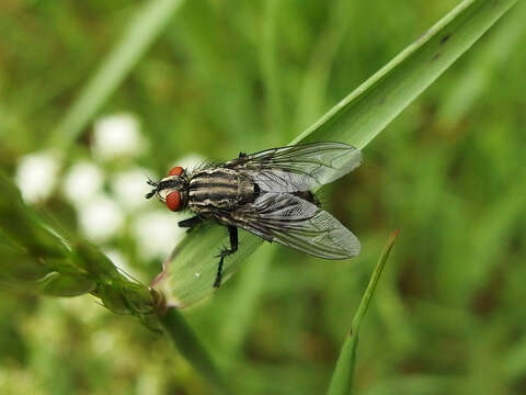 صورة Sarcophaga carnaria (Linnaeus 1758)