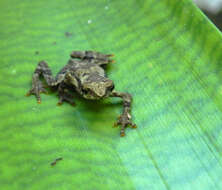 Dendrophryniscus brevipollicatus Jiménez de la Espada 1870 resmi