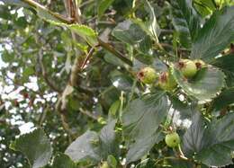 Image of Cockspur Hawthorn