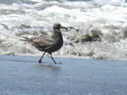 Image of Grey Gull