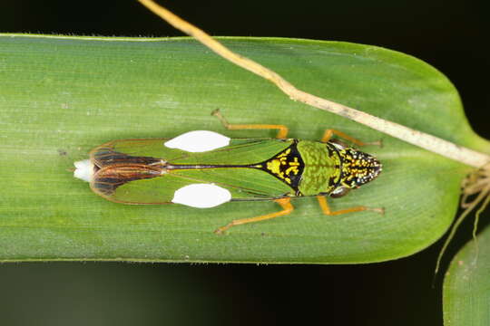 Plancia ëd Acrogonia virescens (Metcalf 1949)