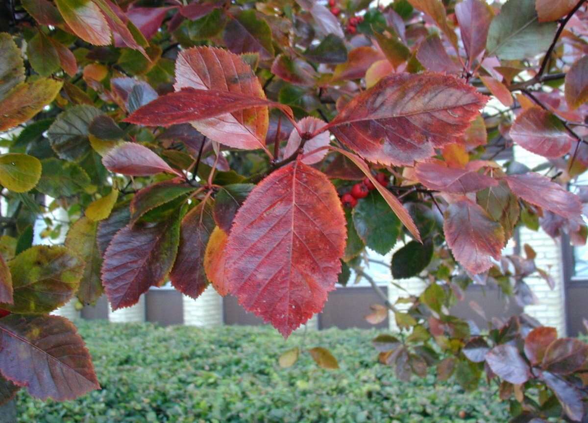 Image of Cockspur Hawthorn