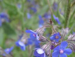 Image of Italian bugloss