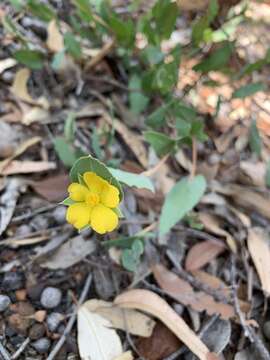 Image of Hibbertia amplexicaulis Steud.