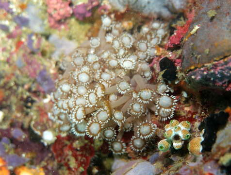 Image of anemone coral