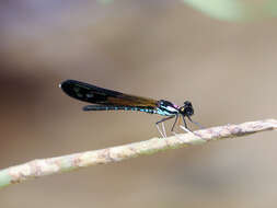 Image of Heliocypha angusta (Hagen ex Selys 1853)