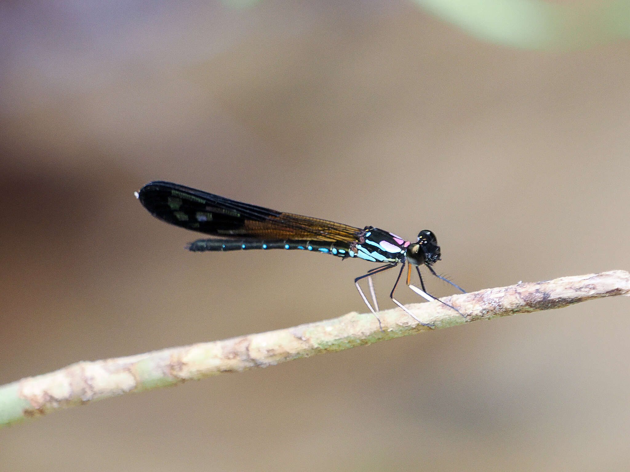 Image of Heliocypha angusta (Hagen ex Selys 1853)