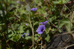 Sivun Ipomoea deccana D. F. Austin kuva