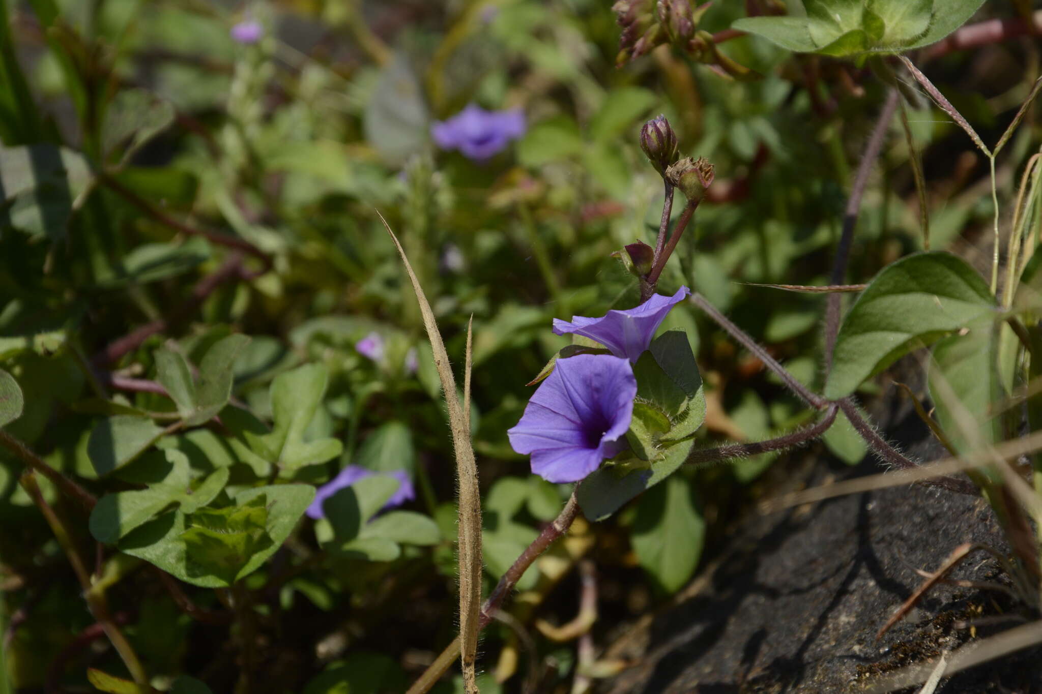 Image de Ipomoea deccana D. F. Austin