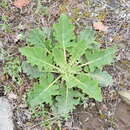 Image of Verbascum banaticum Schrader