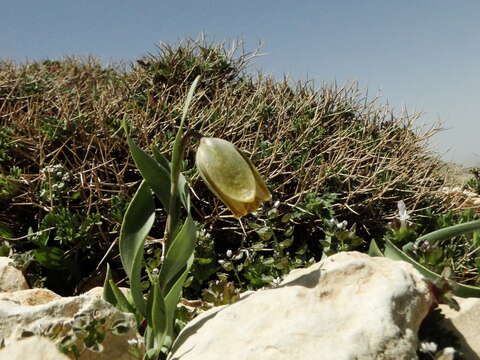 Image of Fritillaria amana (Rix) R. Wallis & R. B. Wallis