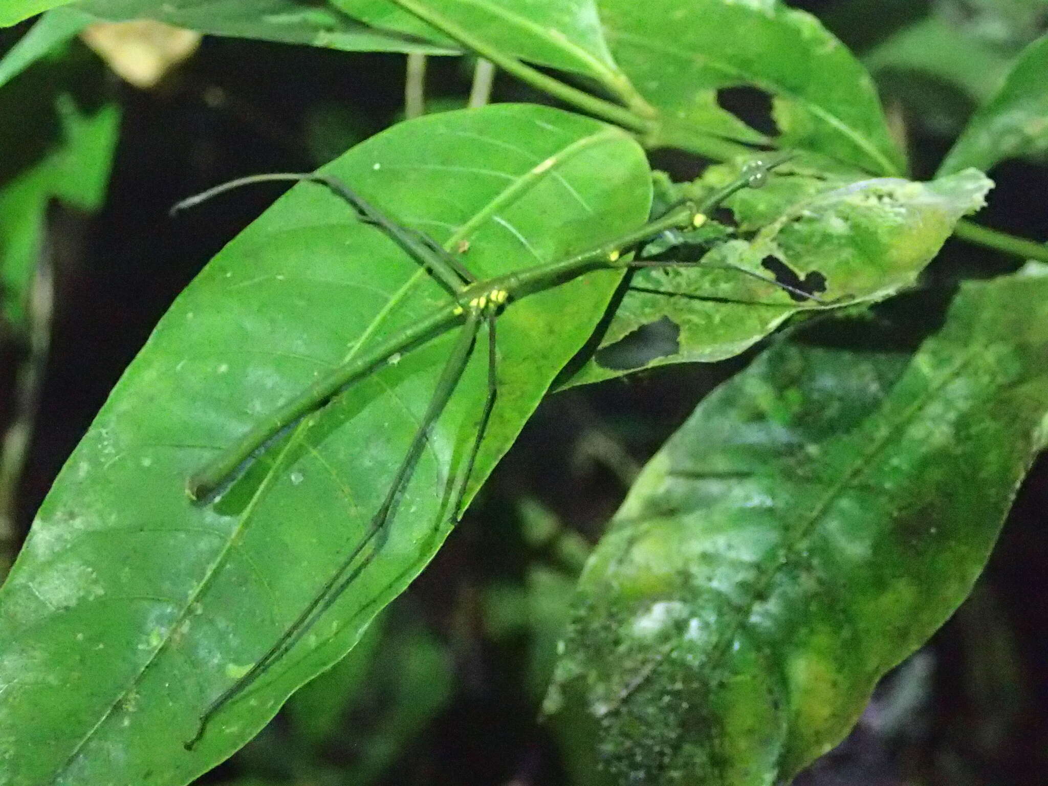 Image of Paraproscopia riedei Bentos-Pereira 2006