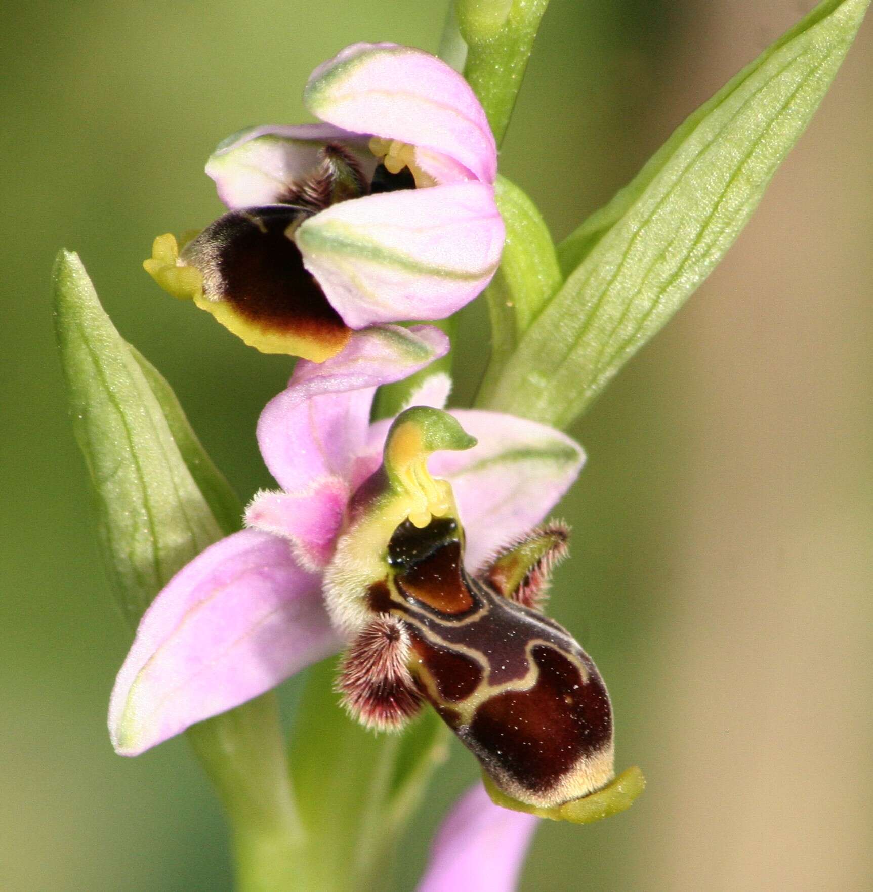 Image of ophrys