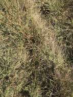 Image of prairie sandmat