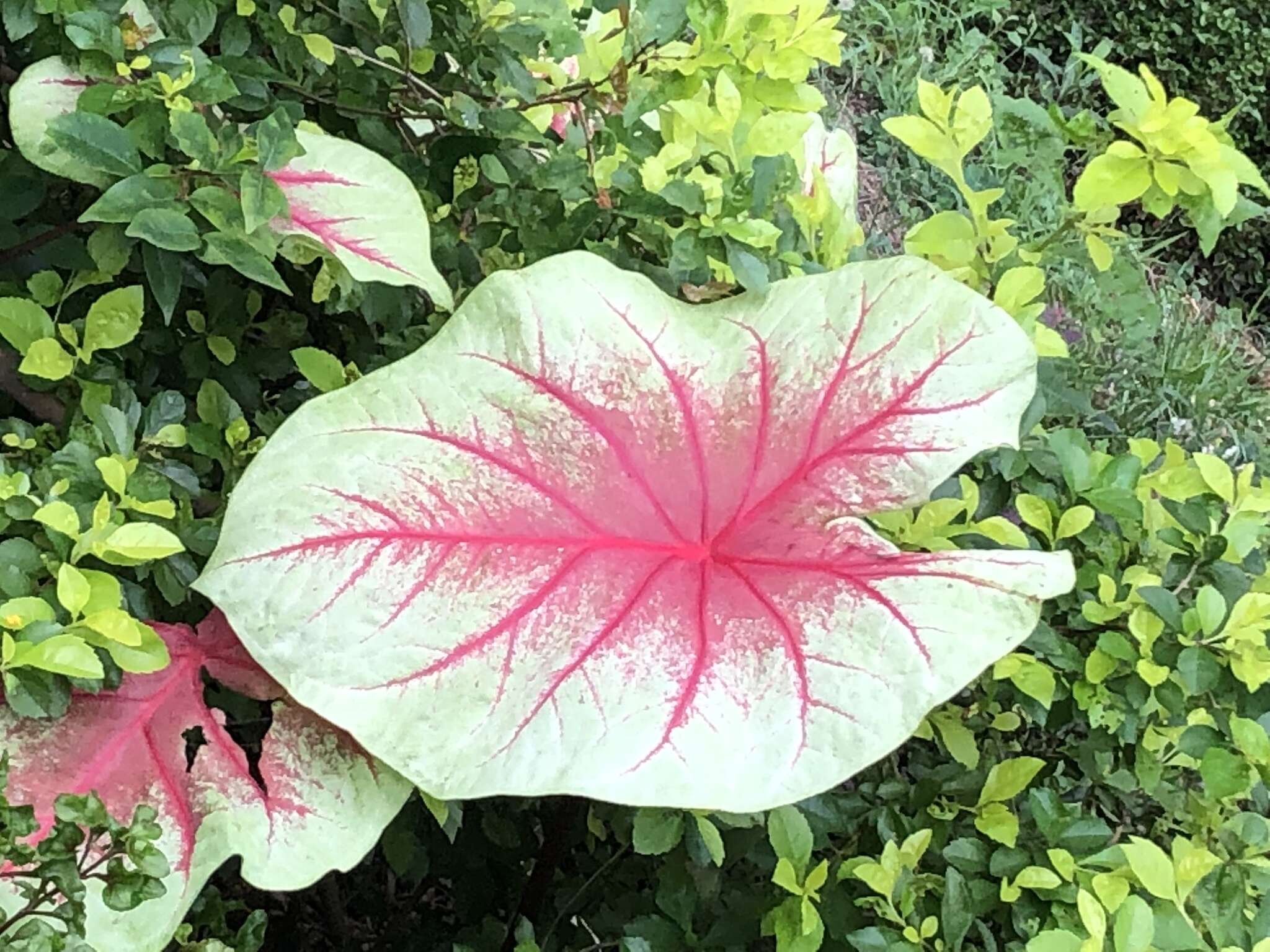 Image of Caladium bicolor (Aiton) Vent.