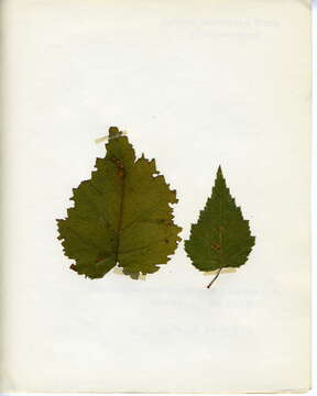 صورة Stigmella continuella (Stainton 1856) Fletcher et al. 1945