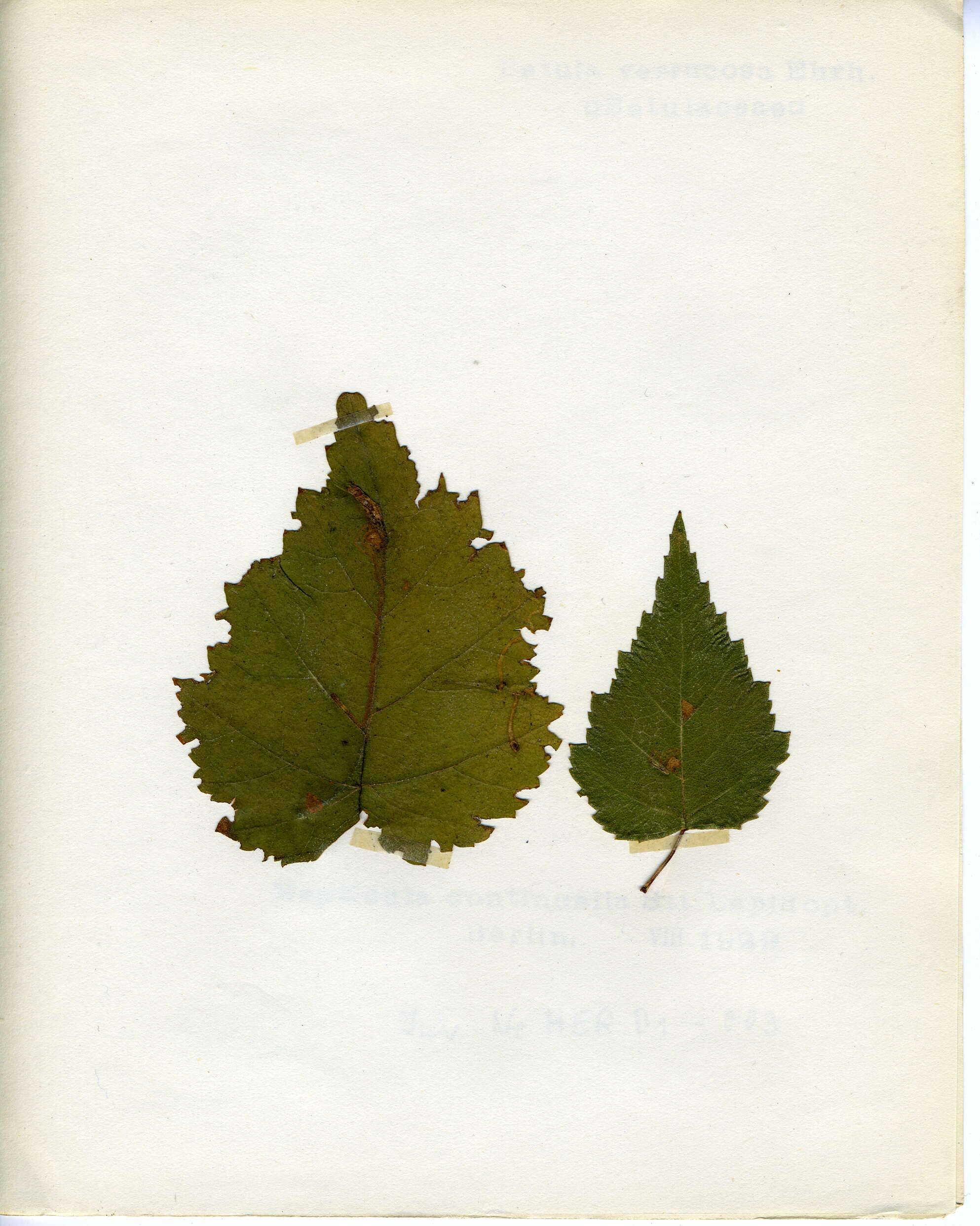 Image of Stigmella continuella (Stainton 1856) Fletcher et al. 1945