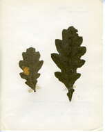 Image of Tischeria decidua Wocke 1876