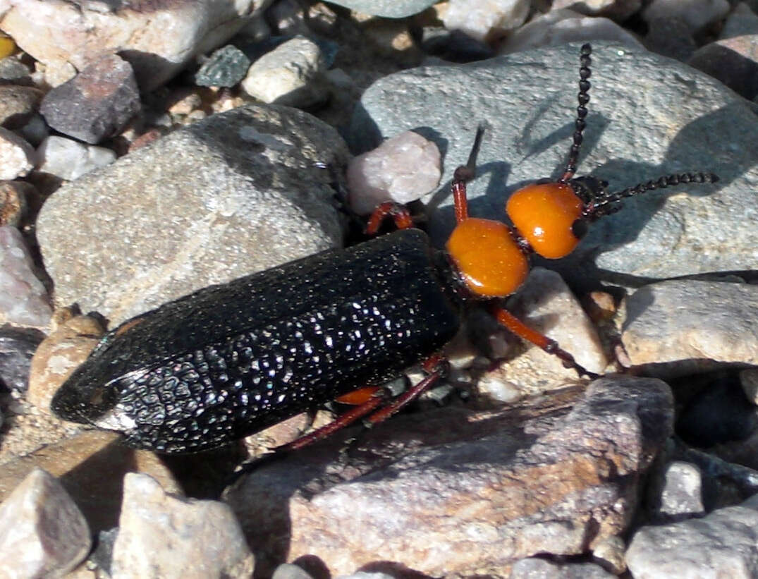 Image of Master Blister Beetle