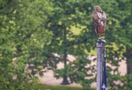 Image of Eastern Red-tailed Hawk