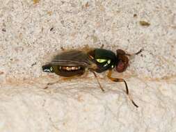 Image of Picture-winged fly