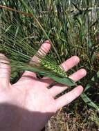 Image of Hordeum vulgare subsp. vulgare