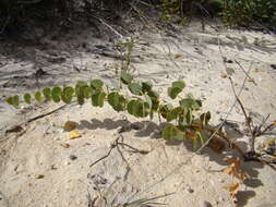 Image of <i>Rafnia acuminata</i>