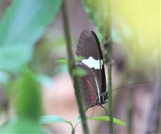 Heliconius himera Hewitson 1867的圖片