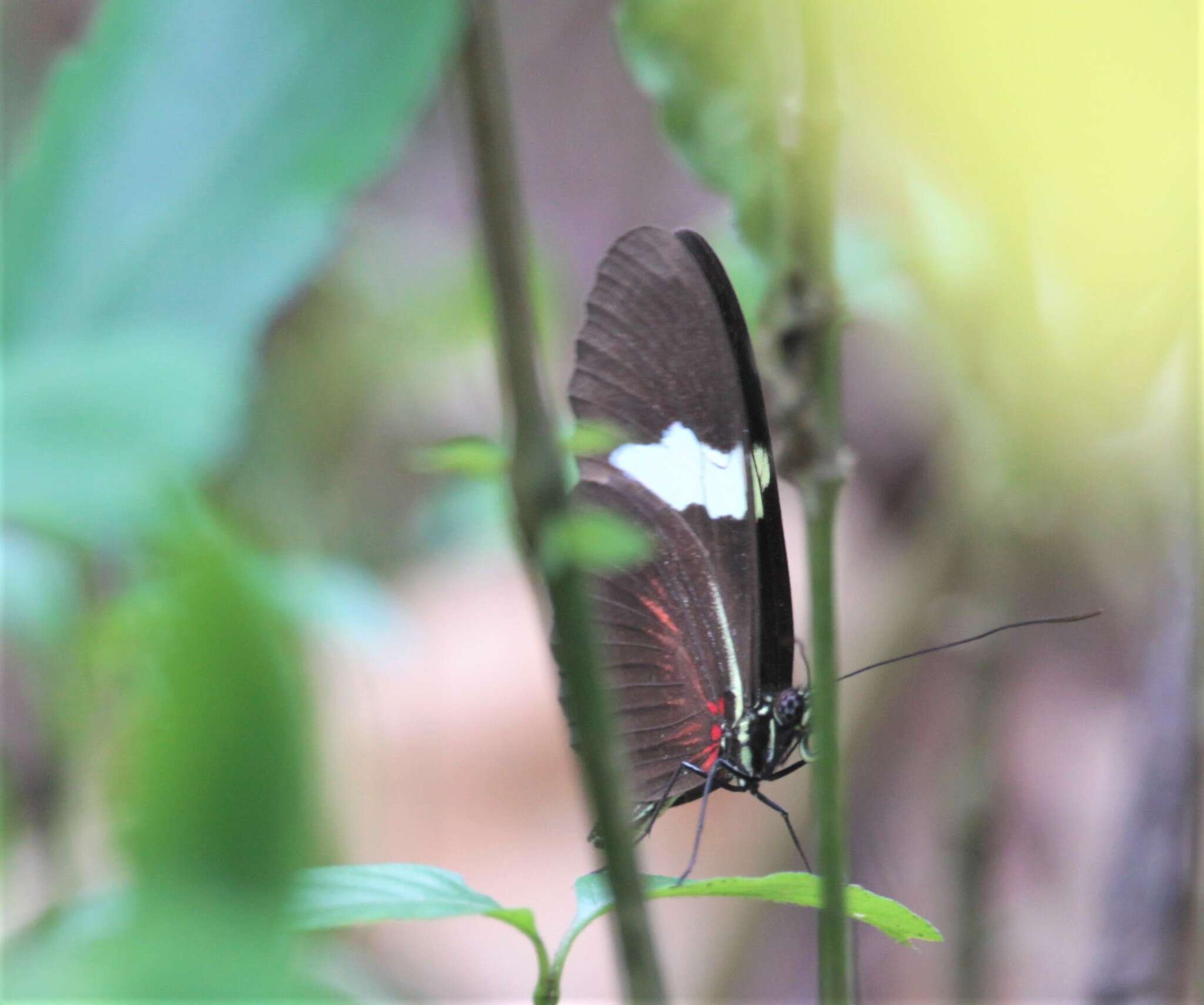 Image of Heliconius himera Hewitson 1867