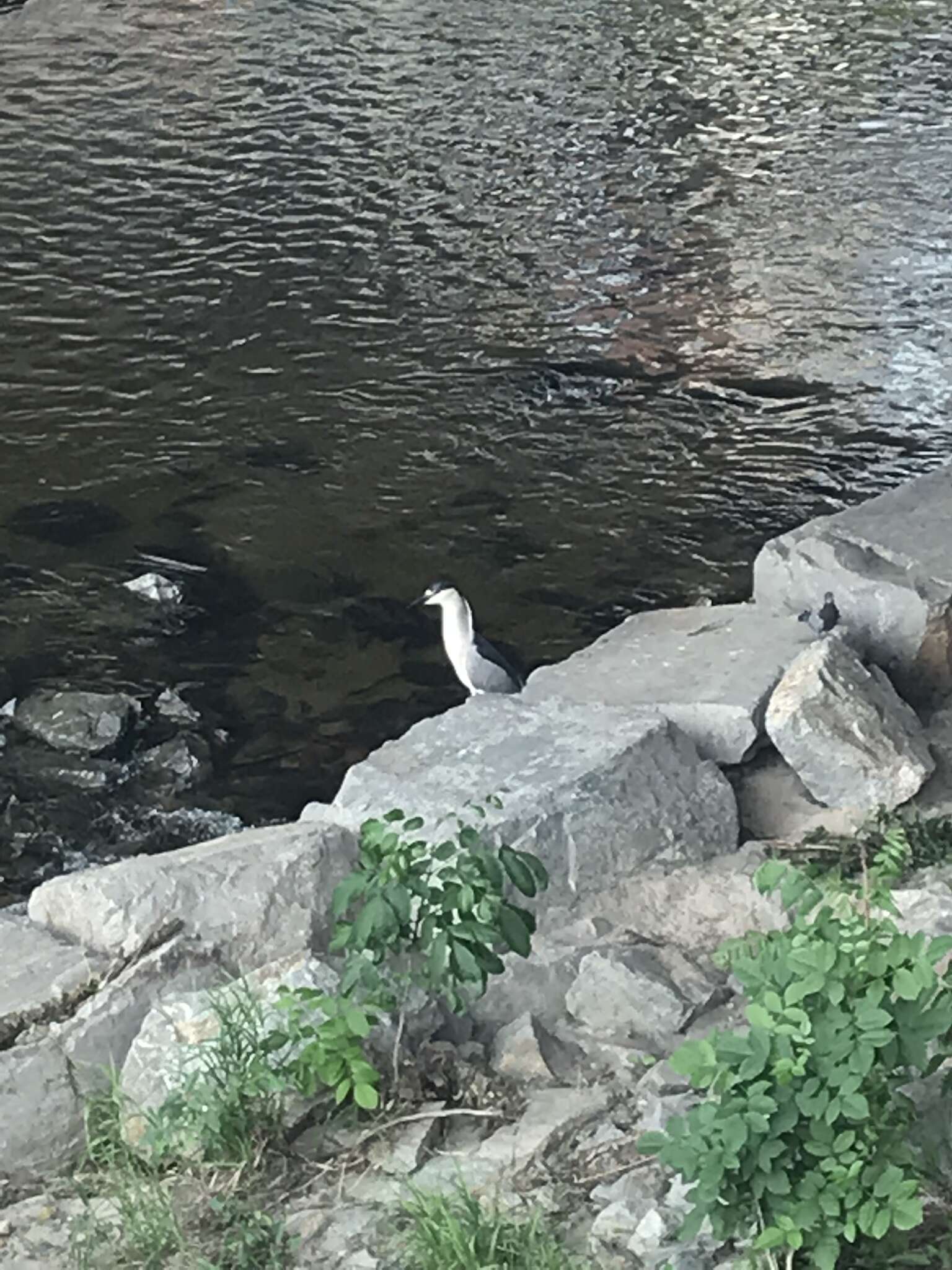 Sivun Nycticorax nycticorax hoactli (Gmelin & JF 1789) kuva