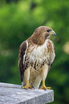 Image of Eastern Red-tailed Hawk