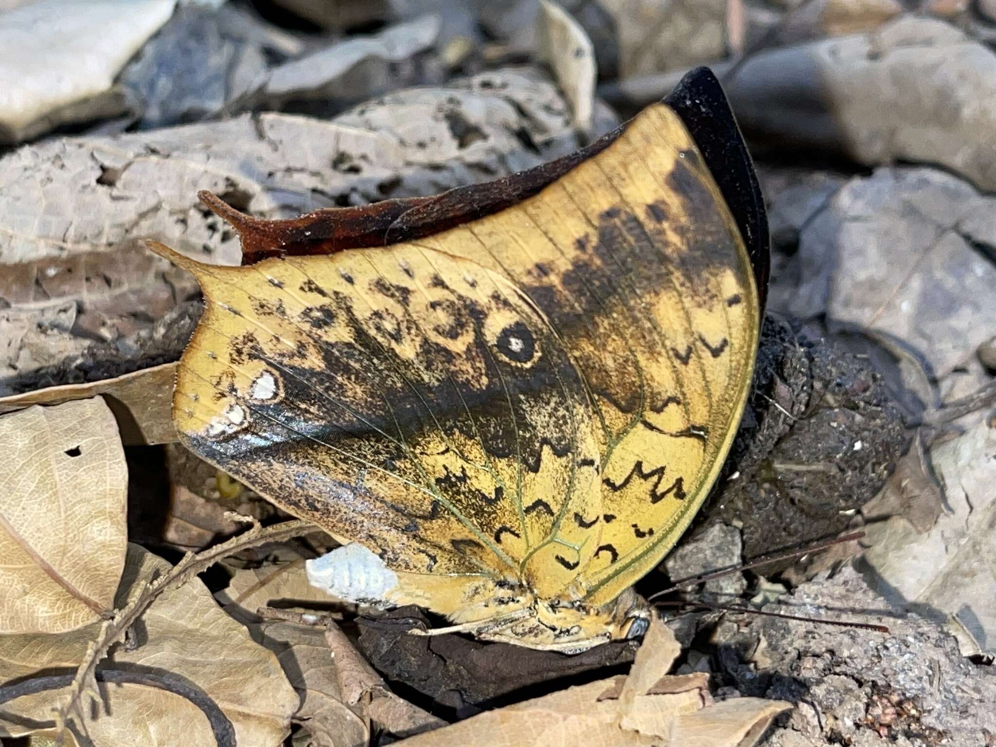 <i>Charaxes acuminatus</i> resmi