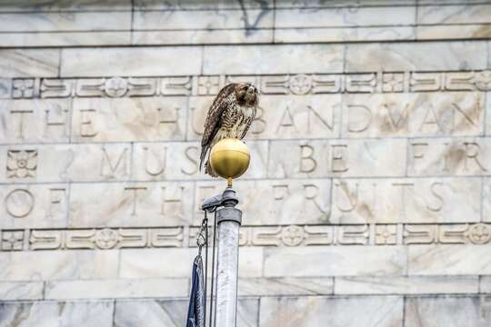 Image of Eastern Red-tailed Hawk