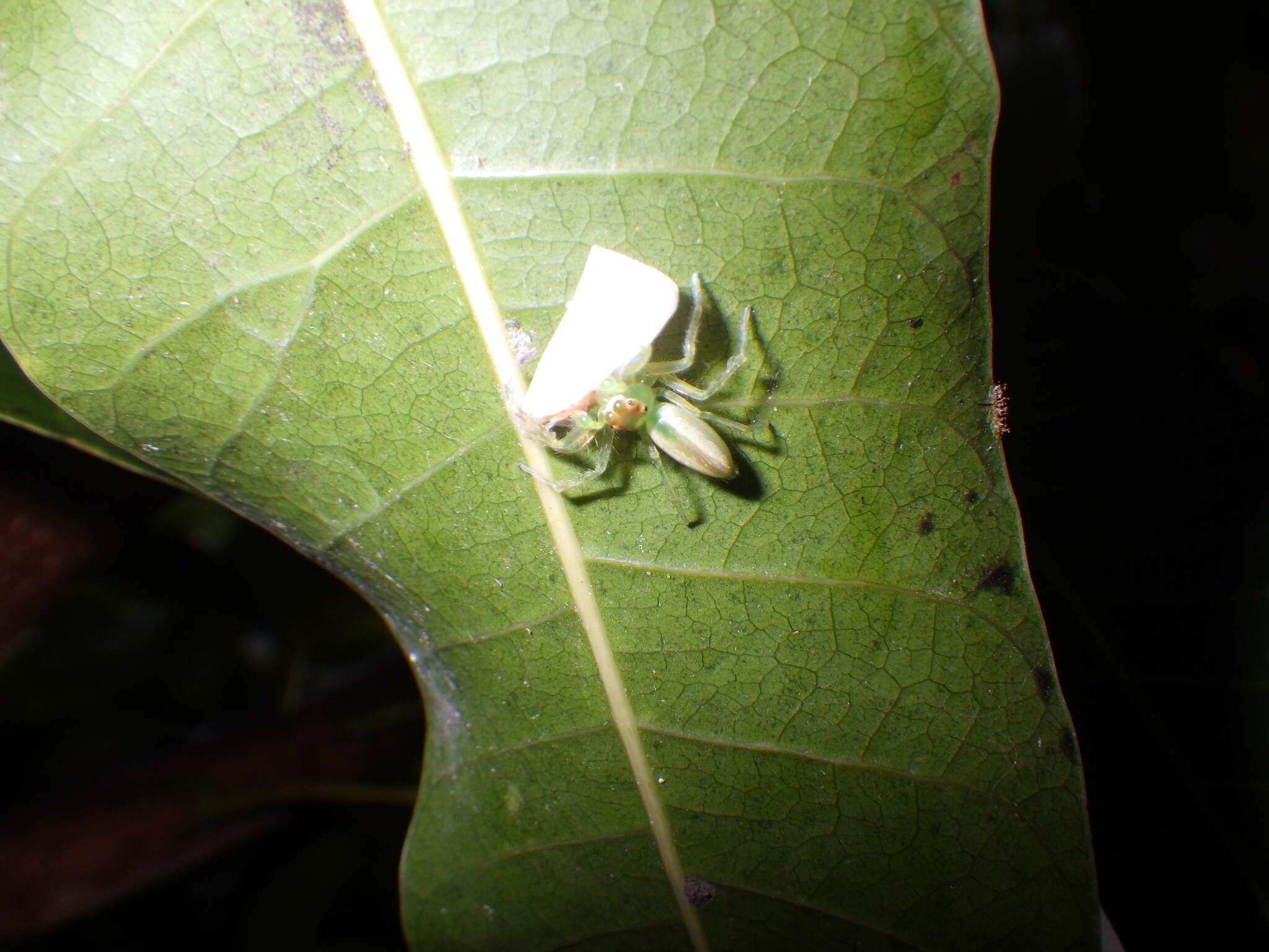 Image of Epeus flavobilineatus (Doleschall 1859)