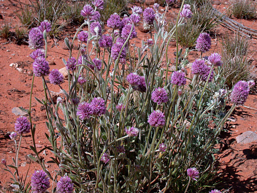 Image of Ptilotus helipteroides (F. Müll.) F. Müll.